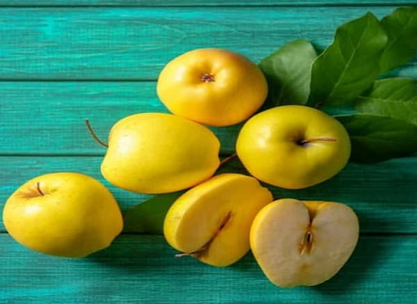 تصویر 5 از خرید و فروش سیب زرد فرانسه با شرایط فوق العاده